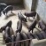 原生态黑土仔猪！原种太湖！品种齐全！防疫严格全国发货
