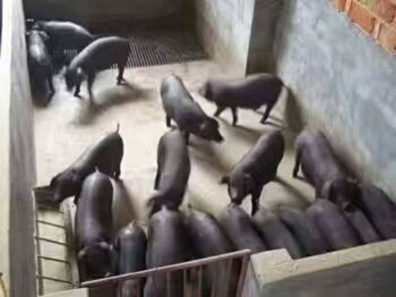 原生态黑土仔猪！原种太湖！品种齐全！防疫严格全国发货