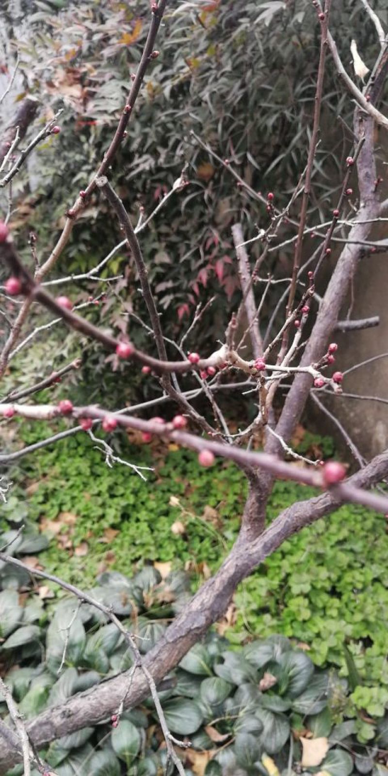 梅花