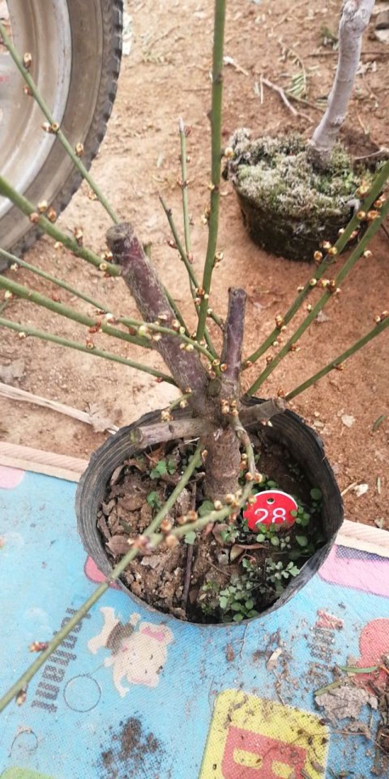 梅花