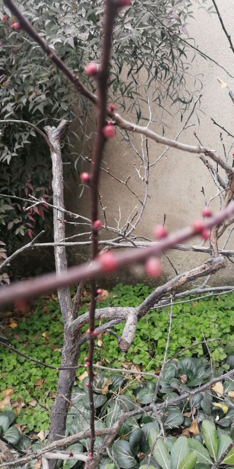梅花