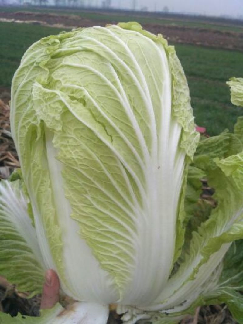 青杂三号大白菜，质优价廉质量好，品种全，一流的服务