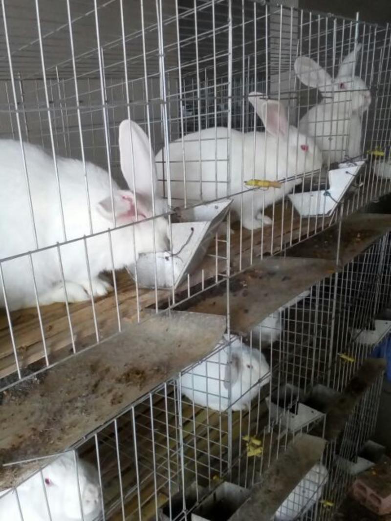 哈尔滨大白兔种兔5斤以上
