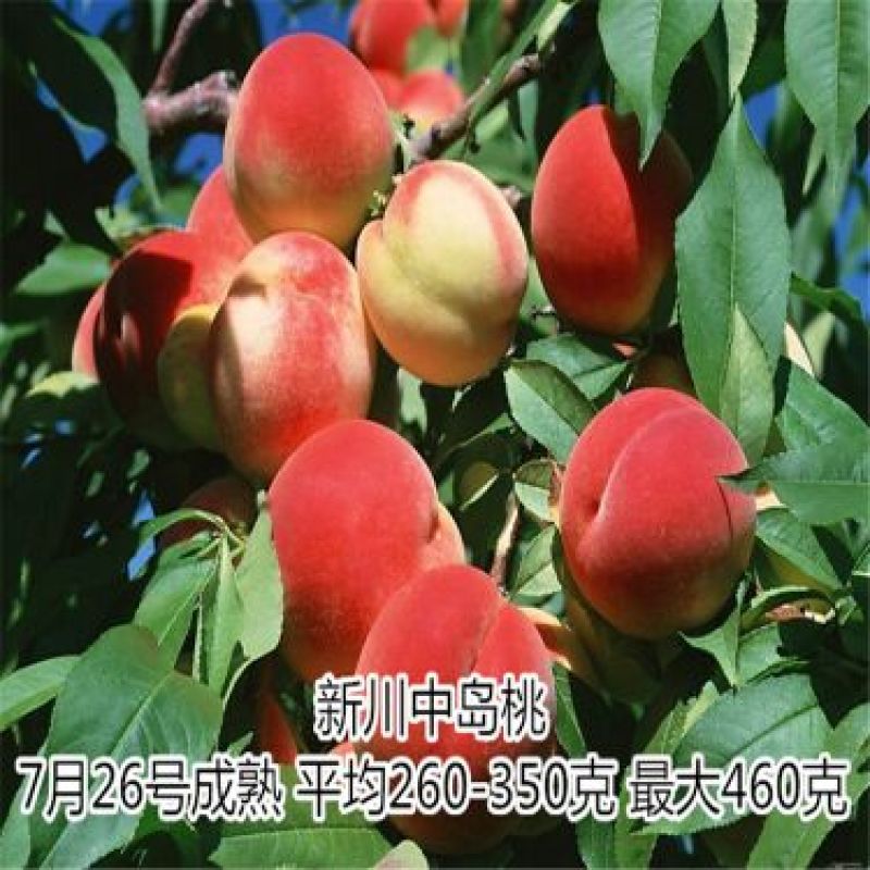 新川东岛桃树苗基地批发秋彤，金秋红蜜，