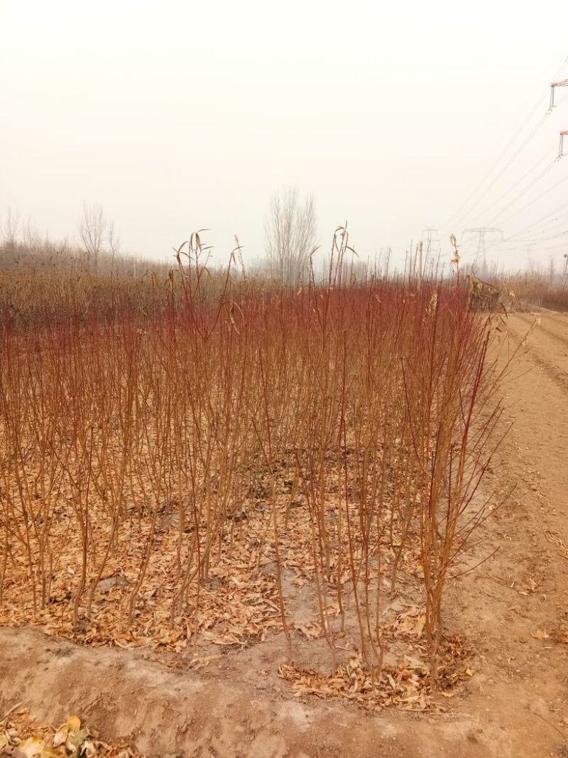 新川东岛桃树苗基地批发秋彤，金秋红蜜，