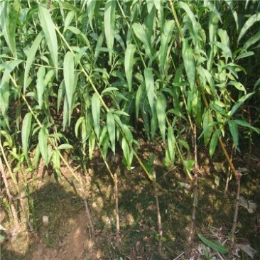 新川东岛桃树苗基地批发秋彤，金秋红蜜，