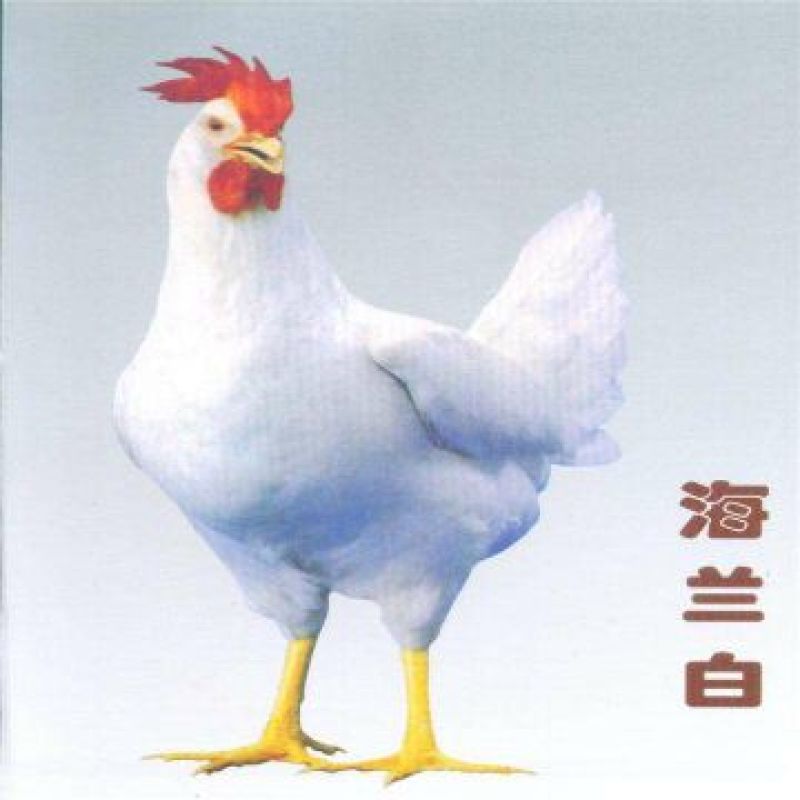 海兰褐蛋鸡苗