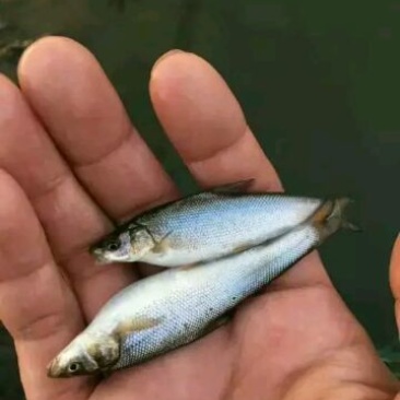 银鳕鱼鱼苗