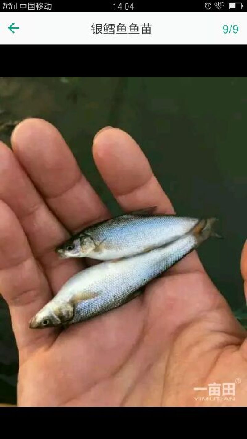 银鳕鱼鱼苗
