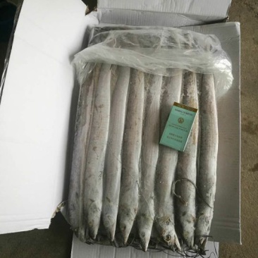 刀鱼食用冰鲜鱼