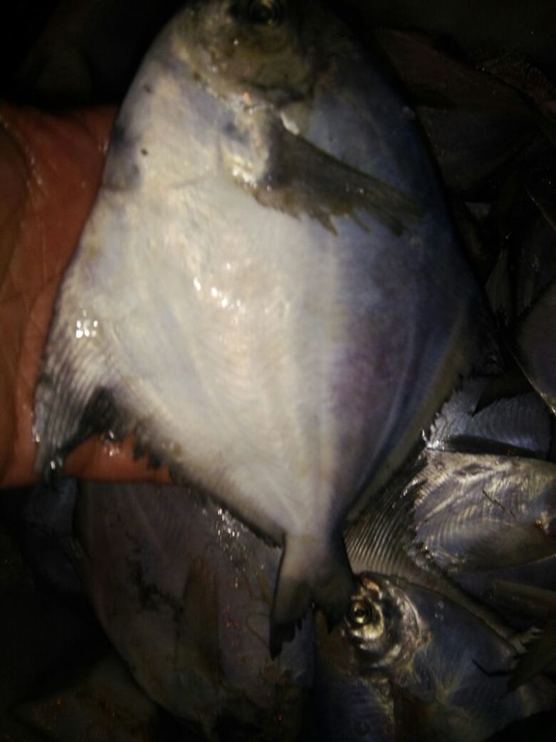白鲳食用