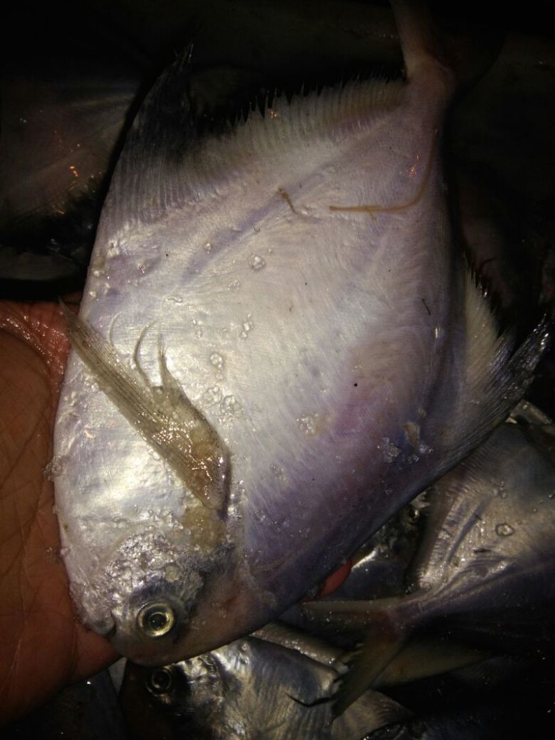 白鲳食用