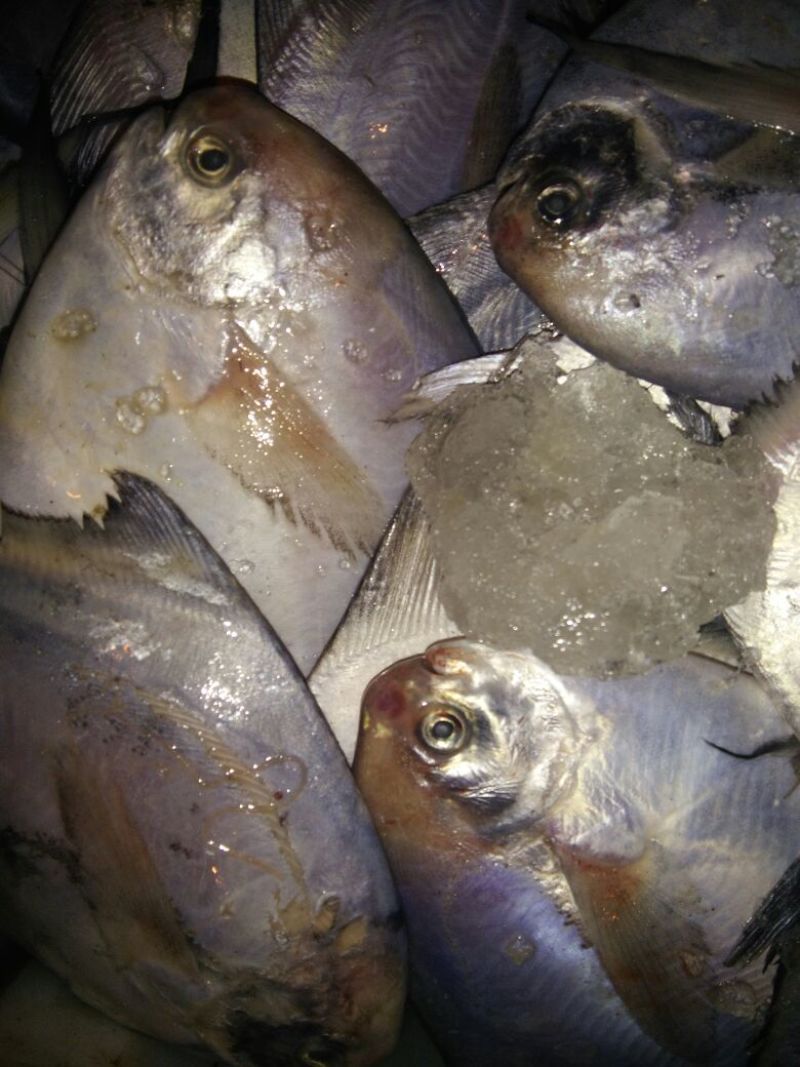 白鲳食用