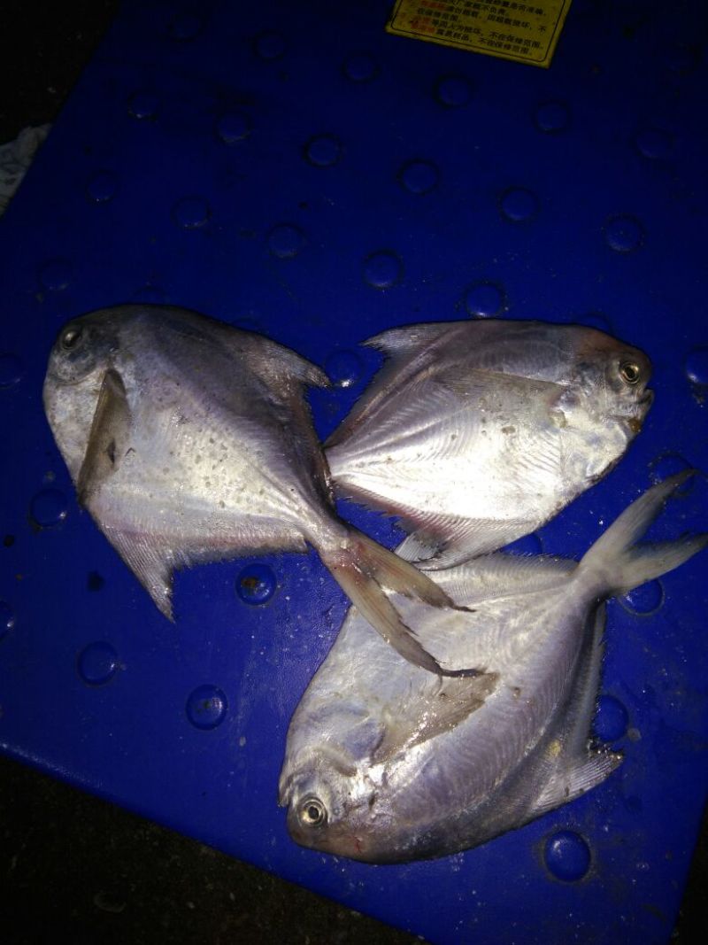 白鲳食用