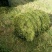 织草机