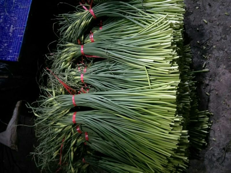 山东冷库蒜薹供应（红薹，白苔），货源充足保质保量全国发货