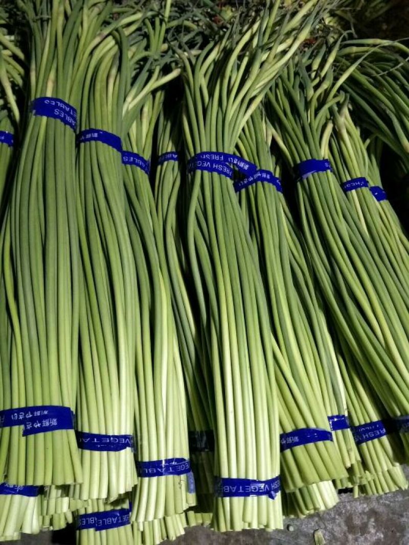 山东冷库蒜薹供应（红薹，白苔），货源充足保质保量全国发货