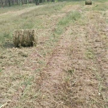 牧草收获机