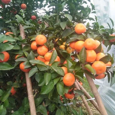 沙糖桔4~5cm一级