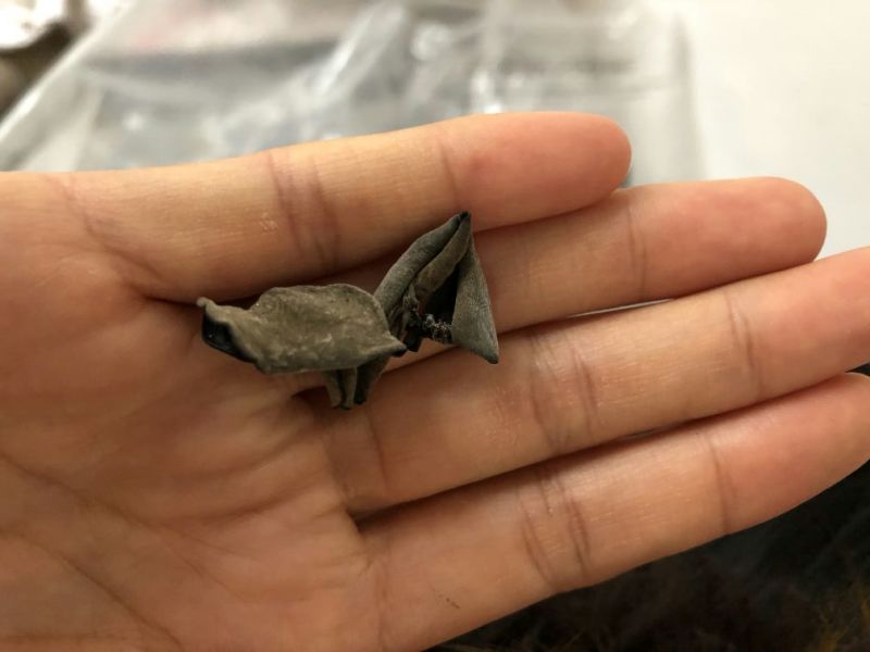 秋木耳一级