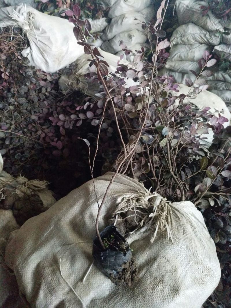 红花继木苗20~30cm不包邮价格0.7元一颗