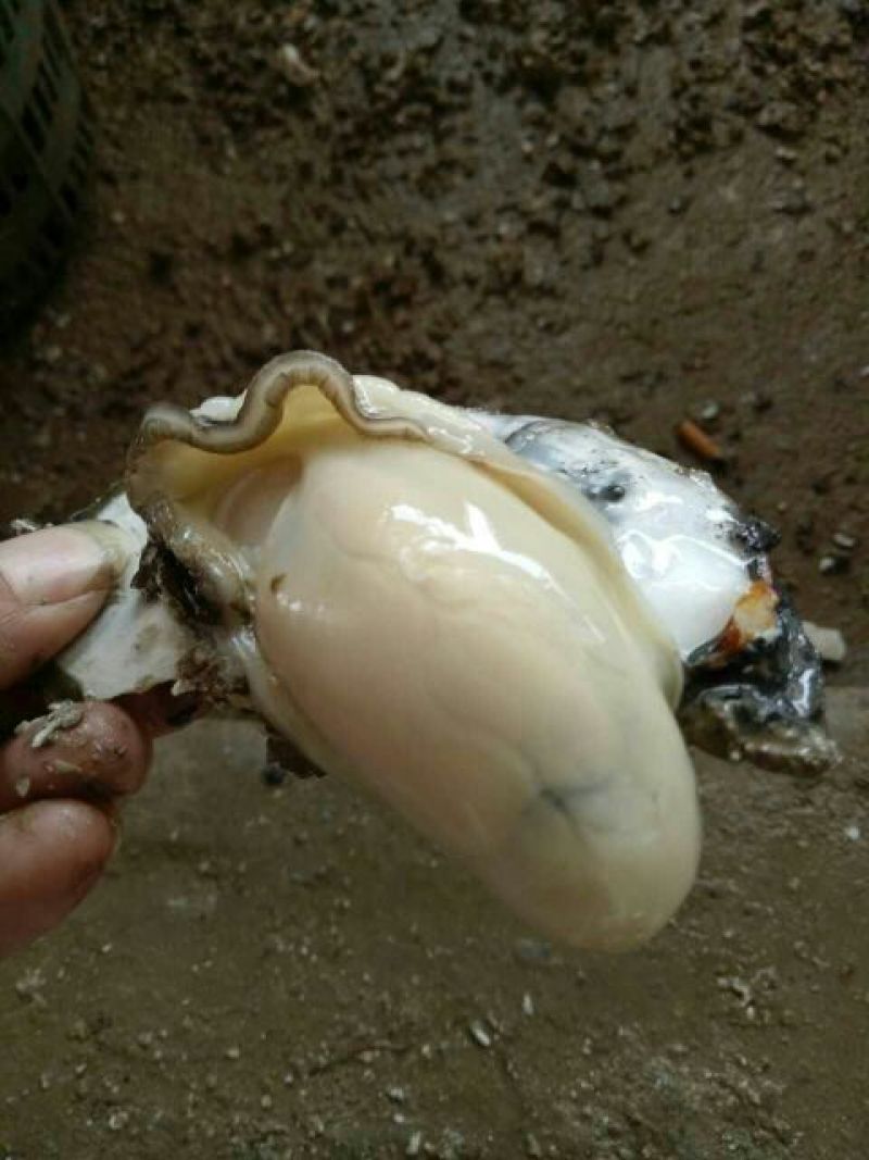 湛江肥蚝一斤7-8-9个5毛钱一个正常有货接单中