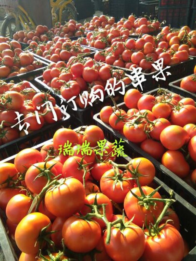 石头番茄山东石头番茄弧三起步货源充足产地代收