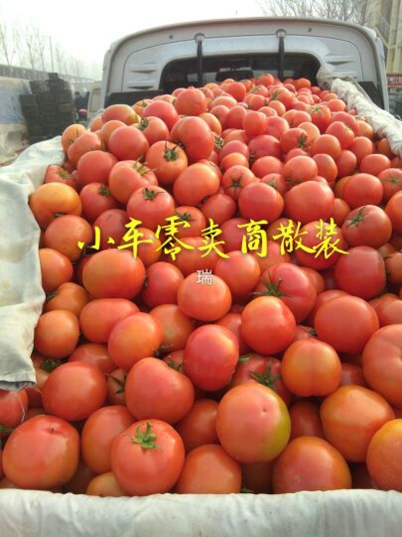 石头番茄山东石头番茄弧三起步货源充足产地代收