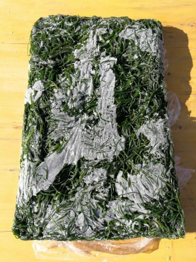 沙葱速度野生冰鲜沙葱