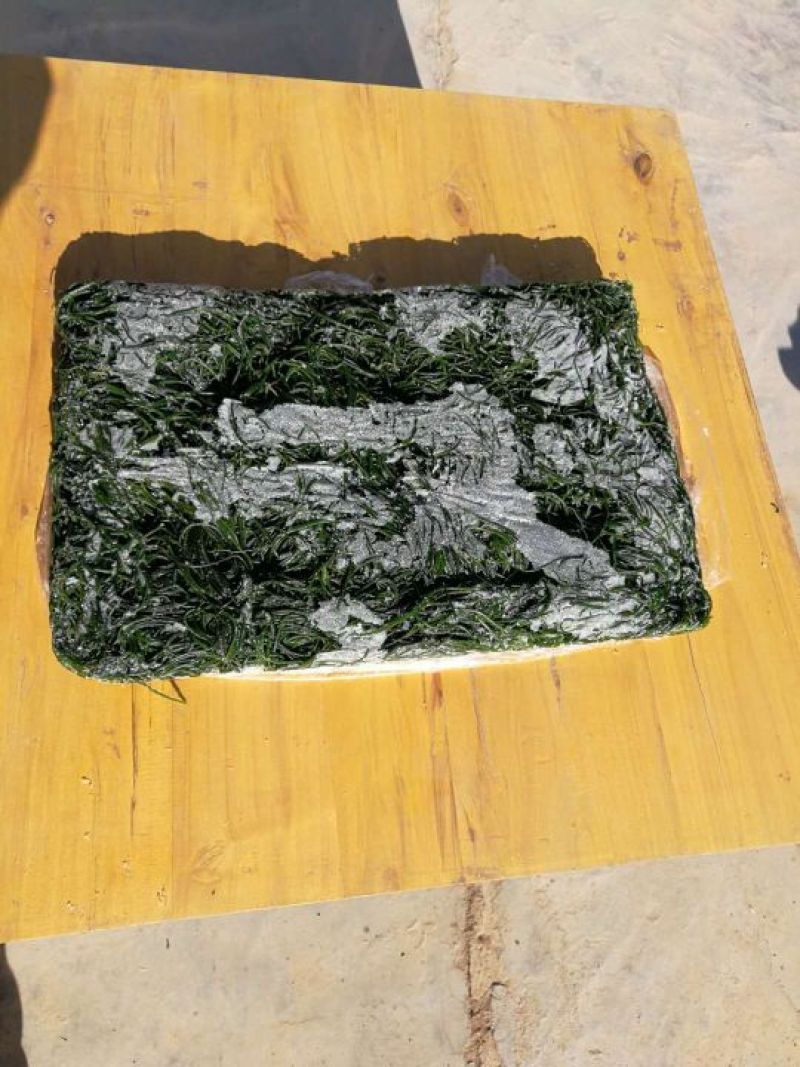沙葱速度野生冰鲜沙葱