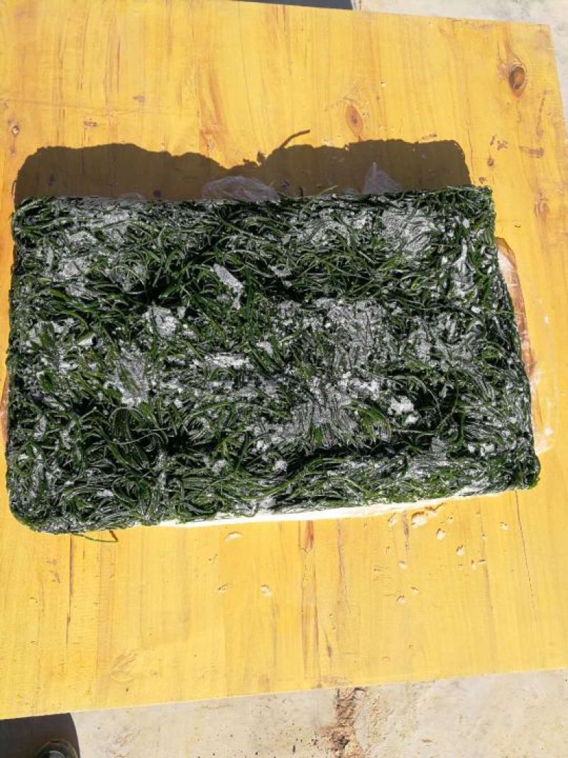 沙葱速度野生冰鲜沙葱