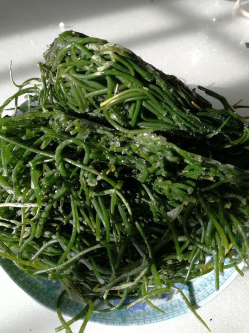 沙葱速度野生冰鲜沙葱