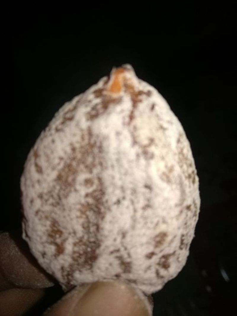 柿饼1~2两