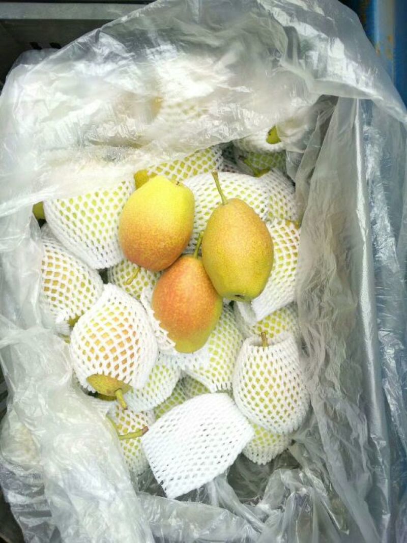 红香酥梨光果400~450g红香酥梨大量入库