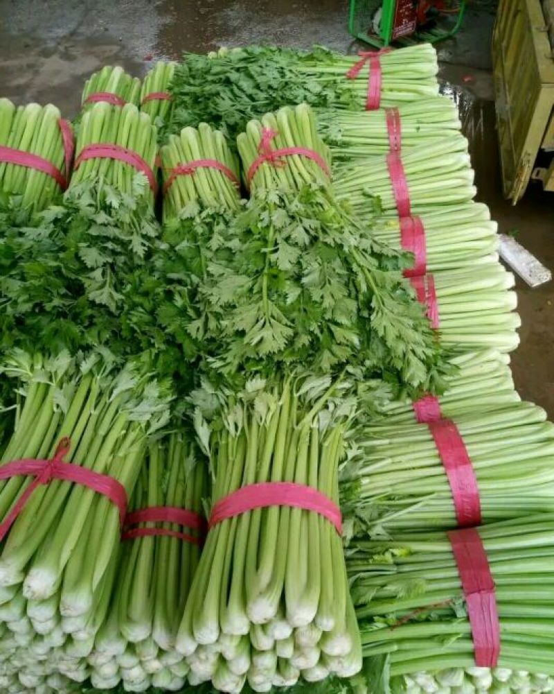 西芹60cm以上