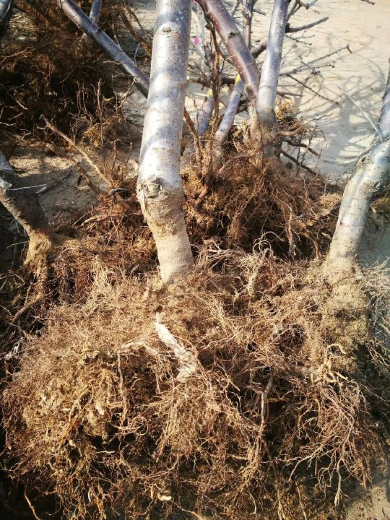 樱桃苗齐早鲁樱3号俄罗斯8号车厘子辉煌美早品种齐全