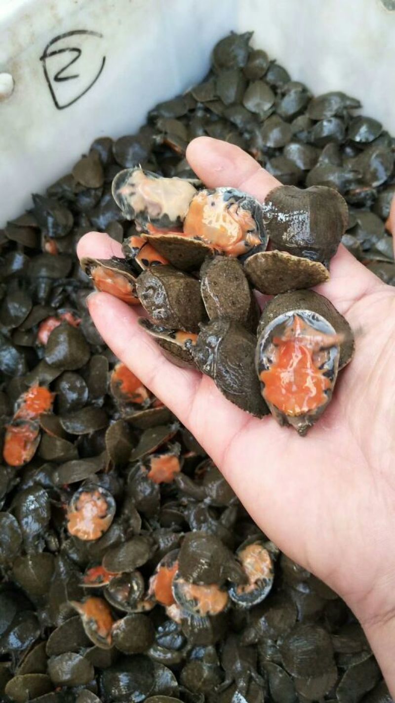 甲鱼苗鱼苗