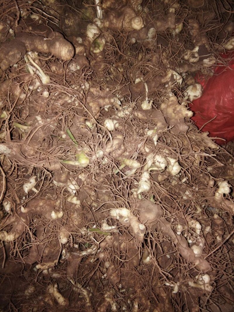 黄精甜统个