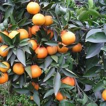 红江橙苗，甜度高，易管理，南北方均可种植。