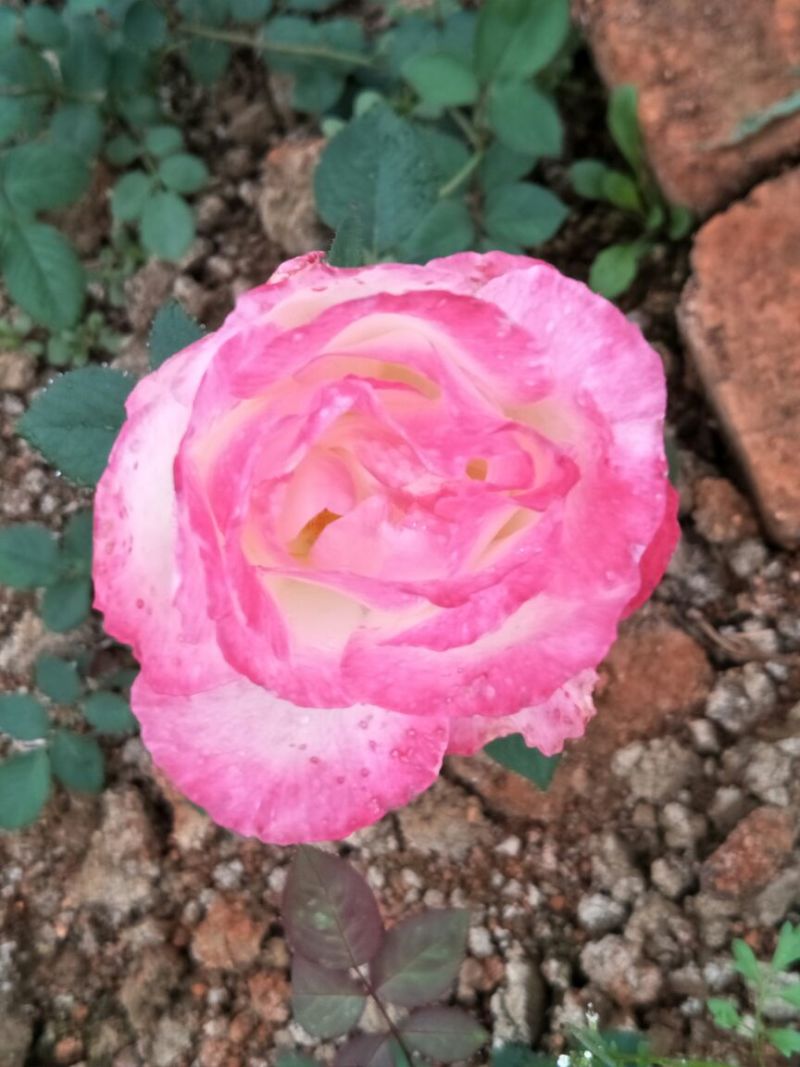 大花月季10~20cm