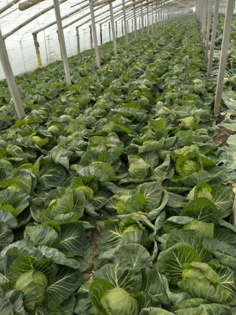 【荐】青岛莱西市，精品甘蓝，基地现摘现发，保质保量