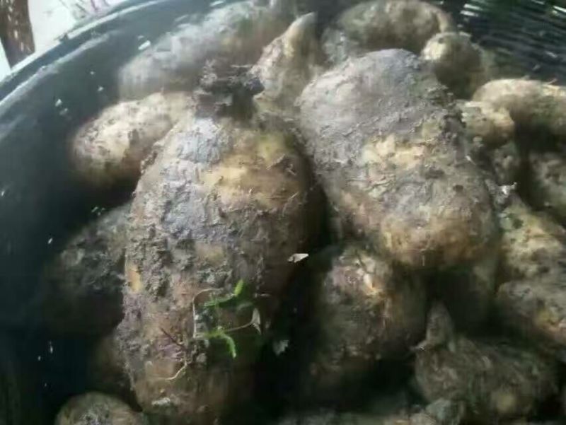 乌红天麻统货