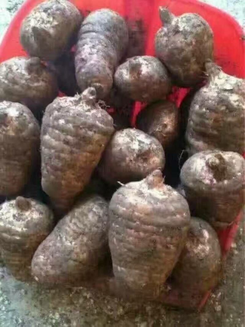 乌红天麻统货