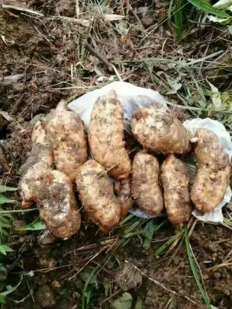 乌红天麻统货
