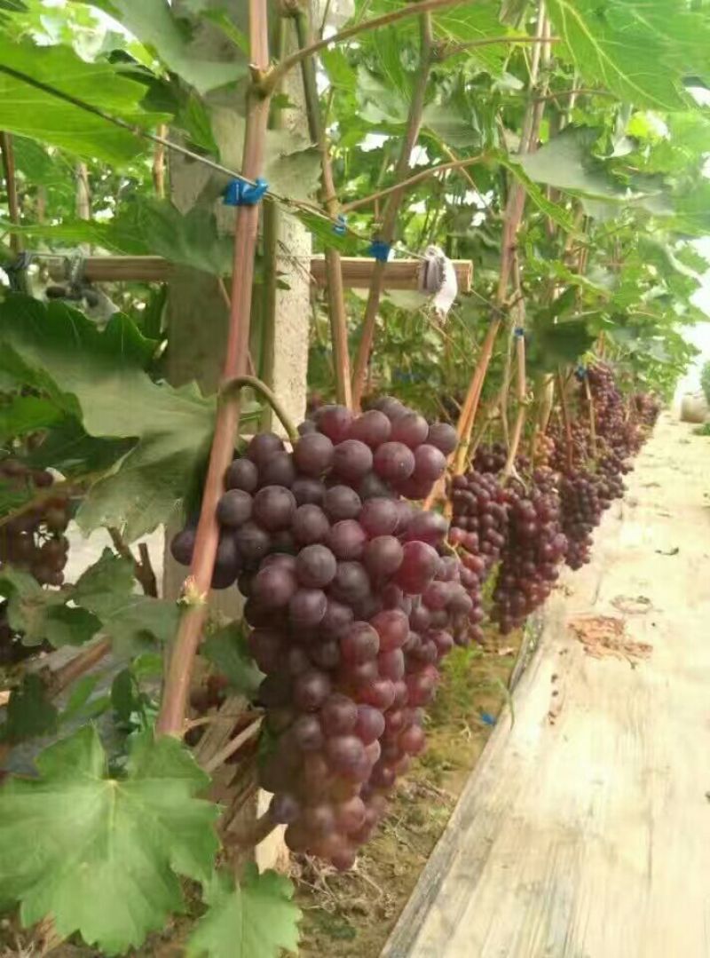 蜜光葡萄苗浪漫红颜葡萄苗普之梦葡萄苗基地