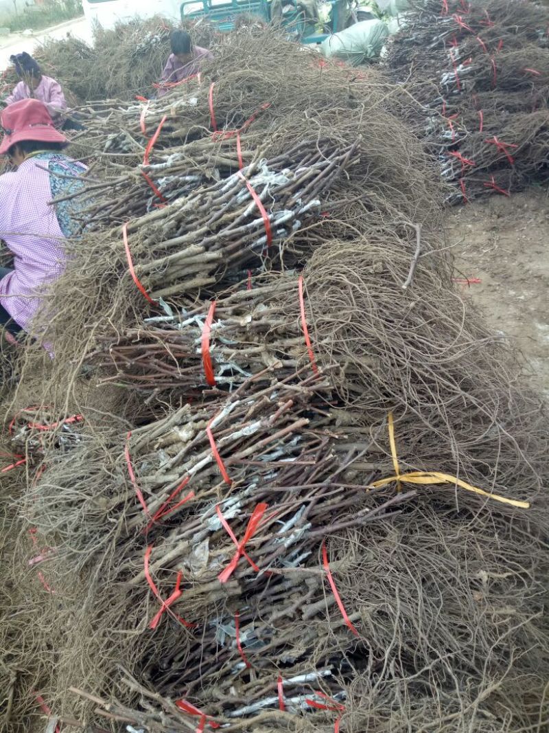 蜜光葡萄苗浪漫红颜葡萄苗普之梦葡萄苗基地