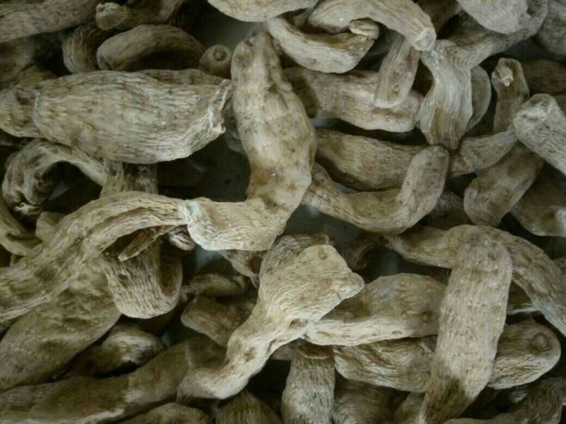 天麻一级