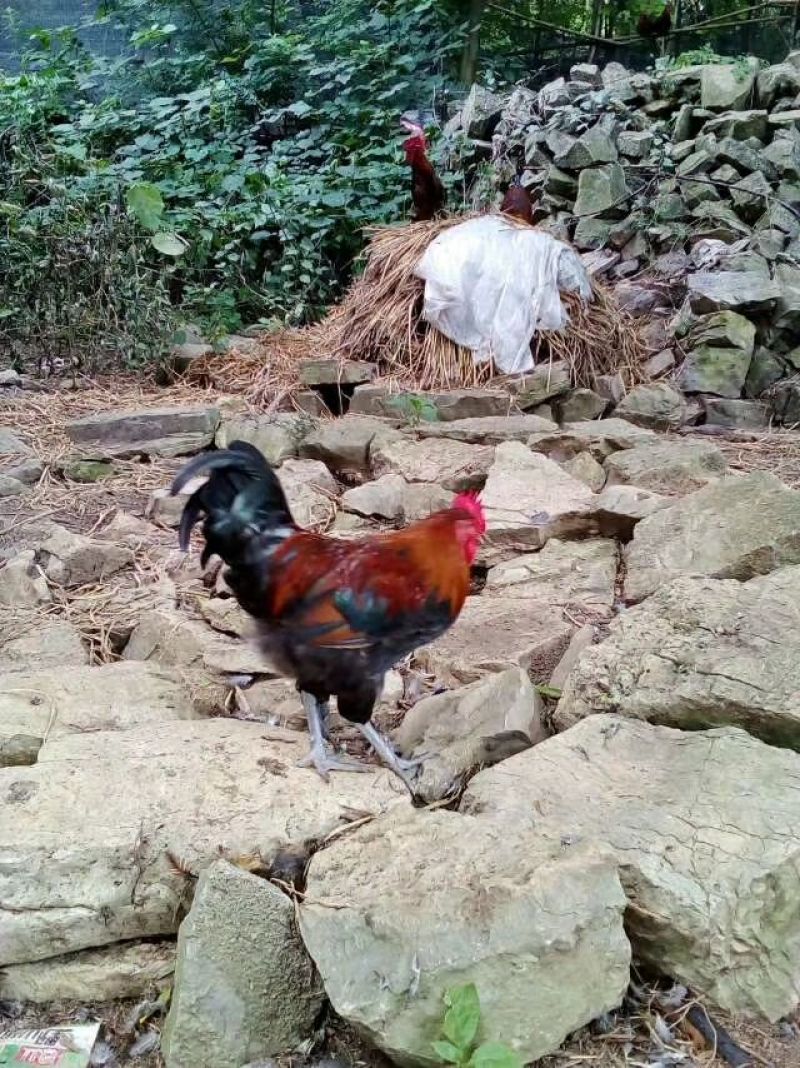 血毛土鸡苗出壳苗35~45克雄