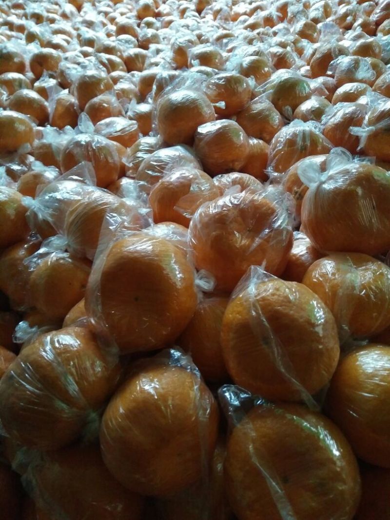湖南湘西纽荷尔脐橙果面干净口感好，颜色红，皮薄化渣