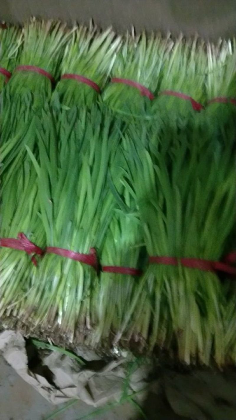 小叶韭菜头茬